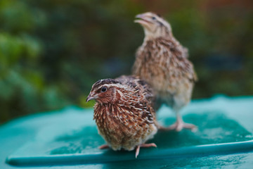 Two quails male and female
