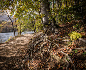 Fototapeta premium Bosque otoñal