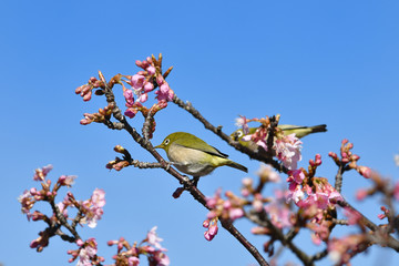 河津桜のメジロ