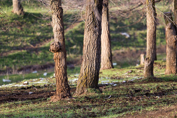 trees in early spring in nature