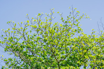 Branches of tree with fresh green foliage and blue sky. low angle view. (Terminalia catappa)