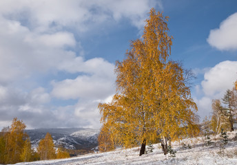Beautiful yellow birch tree