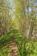 Path through greenery spring forest