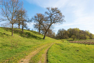 Meadow Landscape in spring with a path