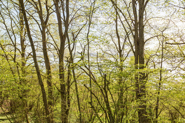 Spring greenery in the woods