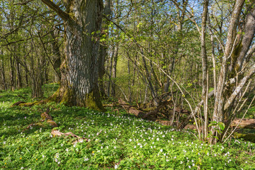 Wood anemones in the forest in spring