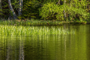 Reed on the shore of a lake