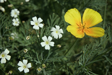 White little flowers and one yellow flower in the flowerbed close up