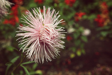 Beautiful pink aster flower, on green background
