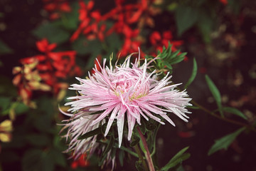 Beautiful pink aster flower, on green background