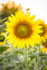 Obraz premium sunflower