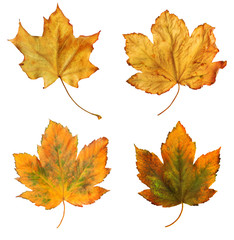Bright orange maple leaf on white background