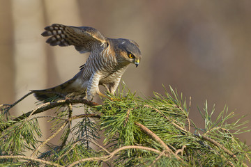 Wild Sparrowhawk Accipiter nisus hunting for sparrows in dense vegetation, natural forest...