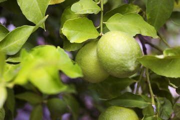 Organic lemons in Ivan Dolac, Croatia
