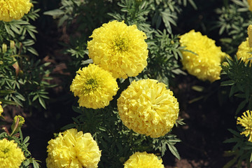 Marigold flowers close up in the garden at the sunlight