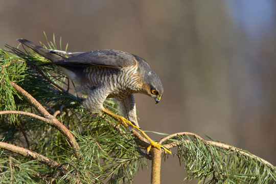 Sparrowhawk Accipiter nisus hunting for sparrows in dense vegetation 