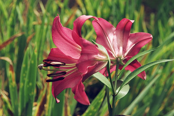Extreme close up two flowers of colorful pink lily against green lawn background in garden