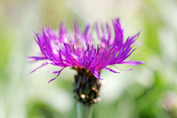 Closeup of a violet cornflower or bachelor's button