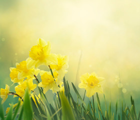 Daffodil spring background - 137668561