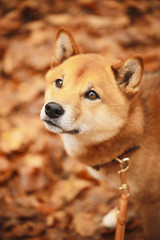 Eine japanische Hunderasse Shiba Inu