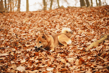 Ein Hund holt Stöckchen