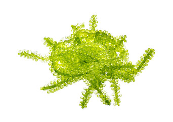 Umi-budou, grapes seaweed or green caviar isolated on white background © wealthy lady