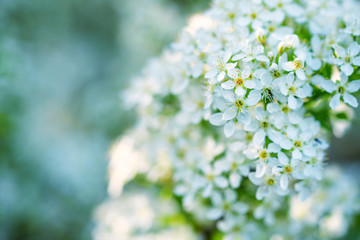 Scenic view of spring blossom