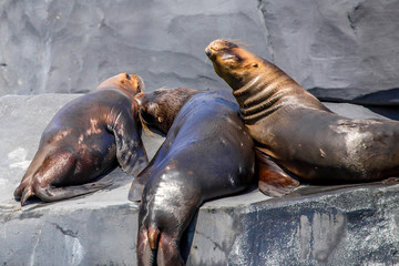 South American Sea Lion