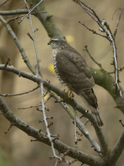 Sparrowhawk Accipiter nisus - portrait of perching bird