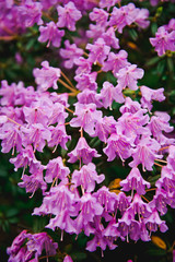 Flower Pink Rhododendron