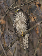 Sparrowhawk Accipiter nisus - portrait of perching bird