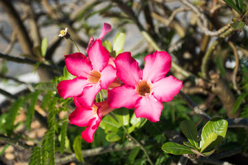 Obraz na płótnie Canvas Beautiful pink flower