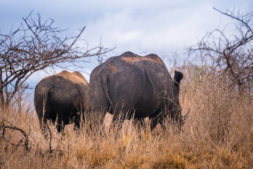 Obraz premium Safari in Africa, rhinos in the bush