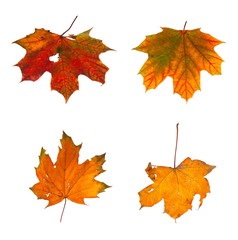 Set the autumn maple branch with leaves isolated