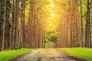 Poster Bomen Nature path pass through pine tree garden with sun light shine through leaves.