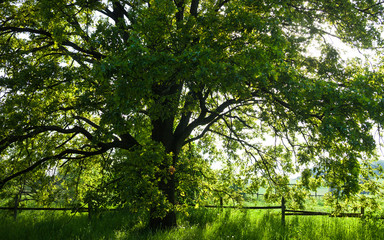 The old oak tree in bright summer day