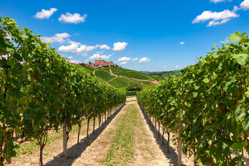 Fototapeta na wymiar Green vineyards under blue sky.