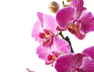 Fototapeta na wymiar Orchid flower close-up