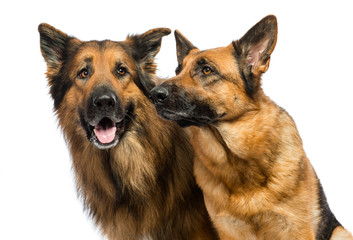 Two German shepherds close-up on white background