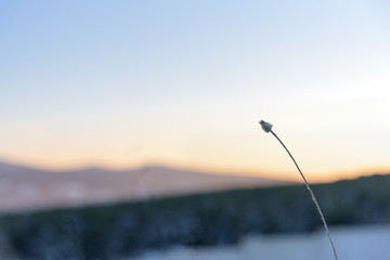 Grass sunset close up