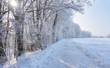 Obraz premium Beautiful winter landscape with white trees and acres and a sunny blue sky