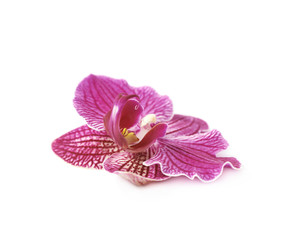Single orchid flower isolated