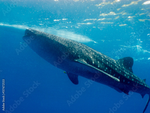 Philippines Whale Shark Rhincodon Typus Is A Slow Moving Filter