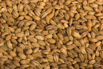 pearl barley texture closeup