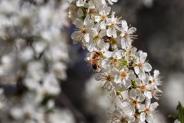 Bee on white flowers collecting pollen.