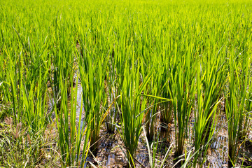 Organic green paddy rice field with water background