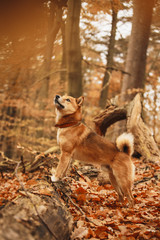 Eine japanische Hunderasse Shiba Inu