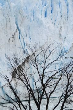 Glacier's ice behind naket black tree branches