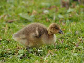 Goosling in a pasture