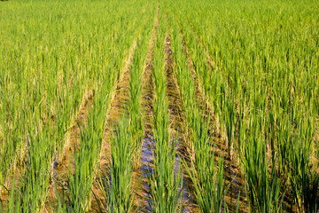 Organic green paddy rice field with water background